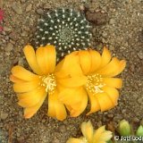 Rebutia minuscula krainziana (yellow fl.) 018.jpg